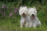 WESTIE 388